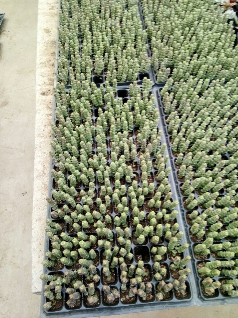 多肉植物多肉植物种植肉肉植物绿植花卉盆栽多肉植物新款