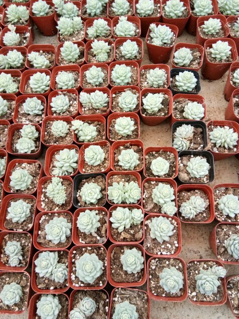 多肉植物多肉植物种植肉肉植物绿植花卉盆栽多肉植物新款