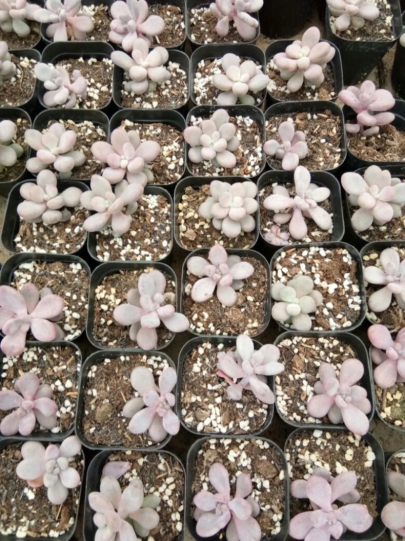 多肉植物多肉植物种植肉肉植物绿植花卉盆栽多肉植物新款