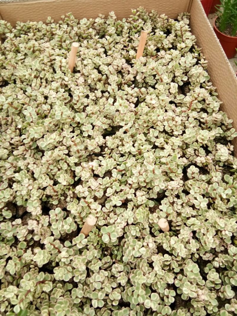 多肉植物多肉植物种植肉肉植物绿植花卉盆栽多肉植物新款