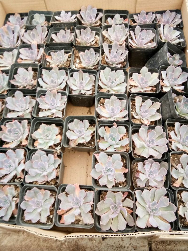 多肉植物多肉植物种植肉肉植物绿植花卉盆栽多肉植物新款