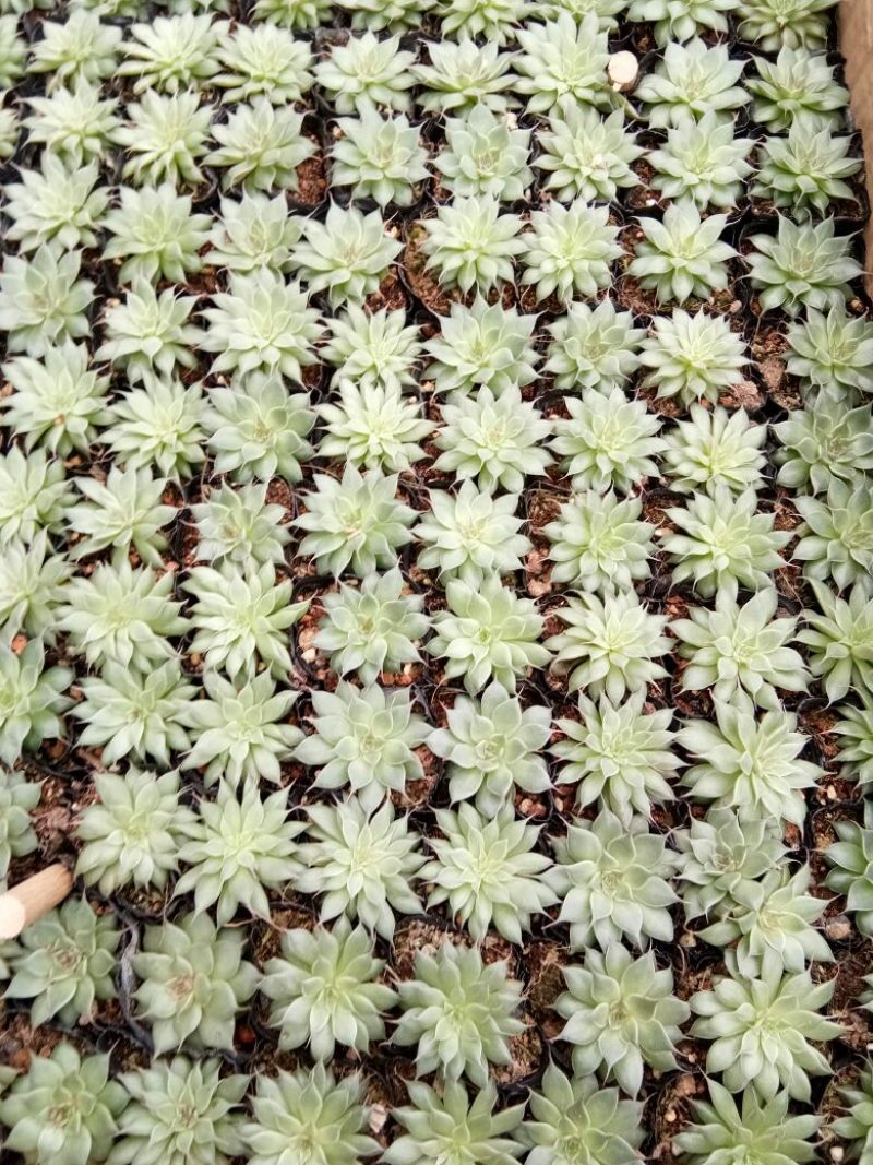 多肉植物多肉植物种植肉肉植物绿植花卉盆栽多肉植物新款