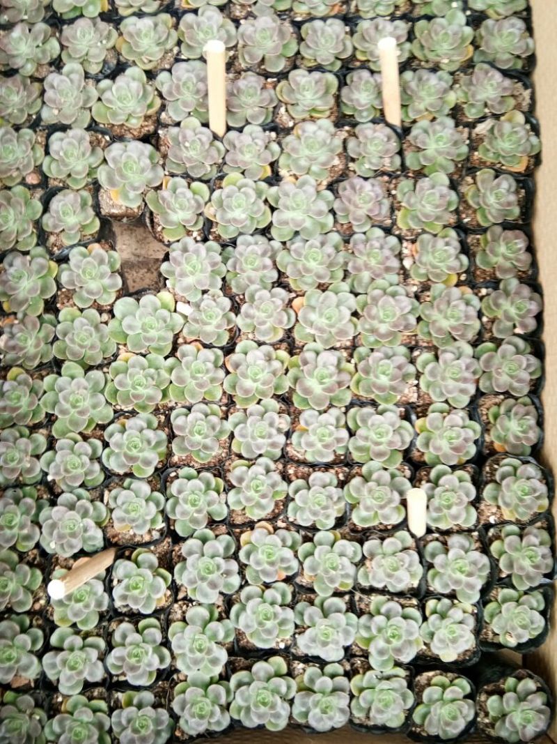 多肉植物多肉植物种植肉肉植物绿植花卉盆栽多肉植物新款