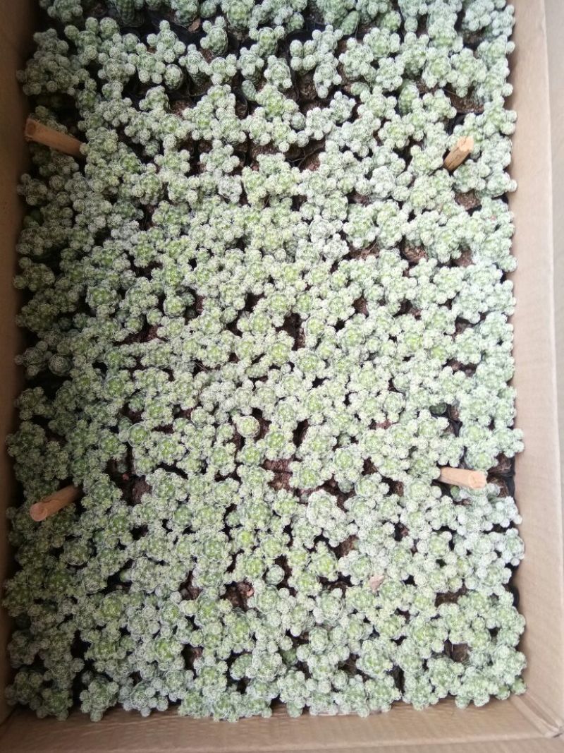 多肉植物多肉植物种植肉肉植物绿植花卉盆栽多肉植物新款