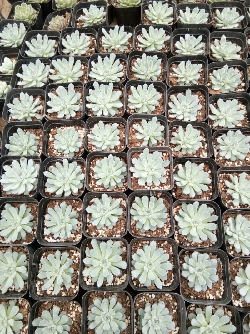 多肉植物多肉植物种植肉肉植物绿植花卉盆栽多肉植物新款