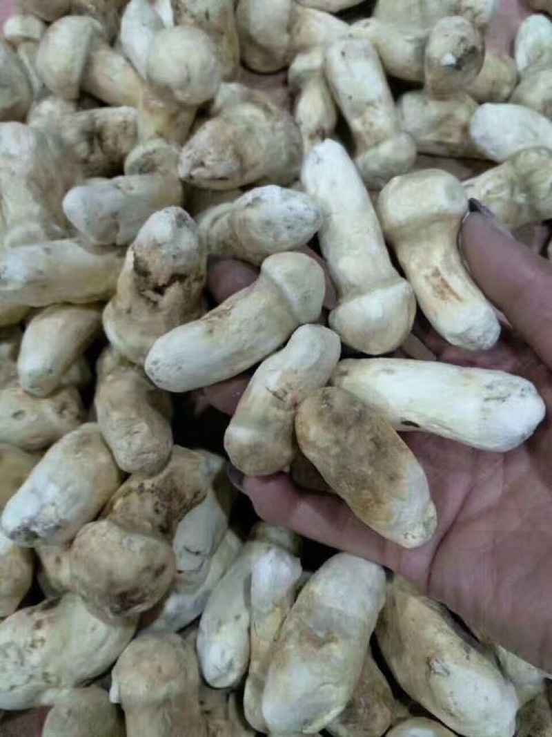 松茸干片