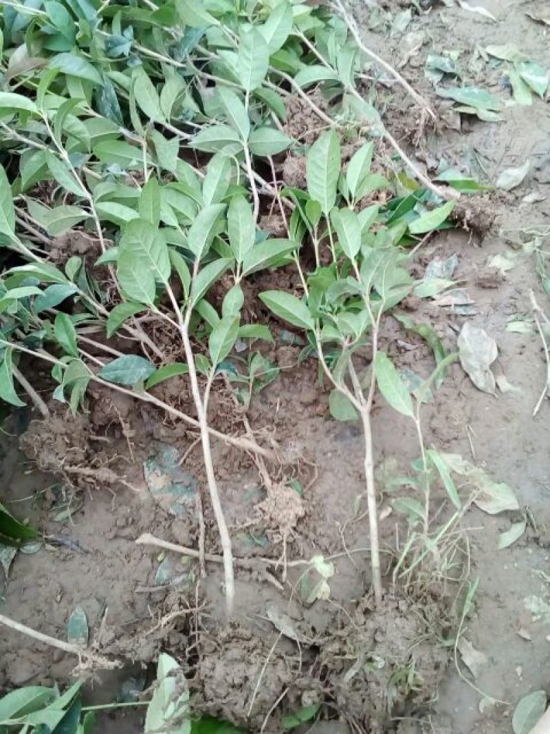 地栽大型四季桂花树苗庭院浓香花卉常青植物盆景金桂丹桂室内