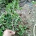 地栽大型四季桂花树苗庭院浓香花卉常青植物盆景金桂丹桂室内