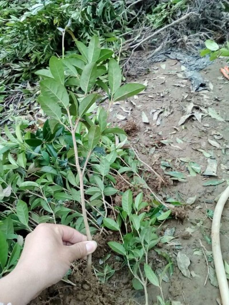 地栽大型四季桂花树苗庭院浓香花卉常青植物盆景金桂丹桂室内