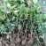 地栽大型四季桂花树苗庭院浓香花卉常青植物盆景金桂丹桂室内