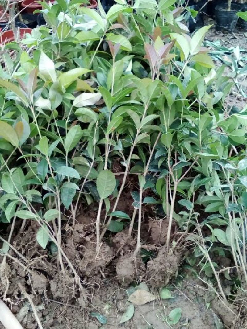 地栽大型四季桂花树苗庭院浓香花卉常青植物盆景金桂丹桂室内