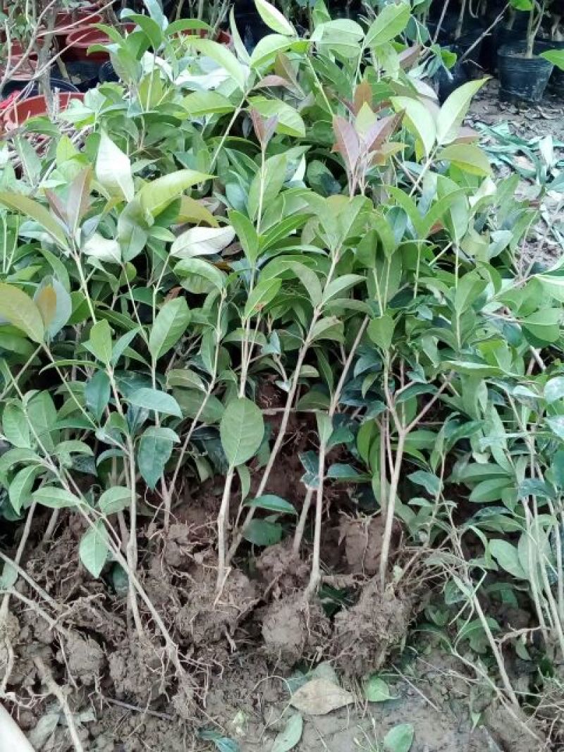 地栽大型四季桂花树苗庭院浓香花卉常青植物盆景金桂丹桂室内