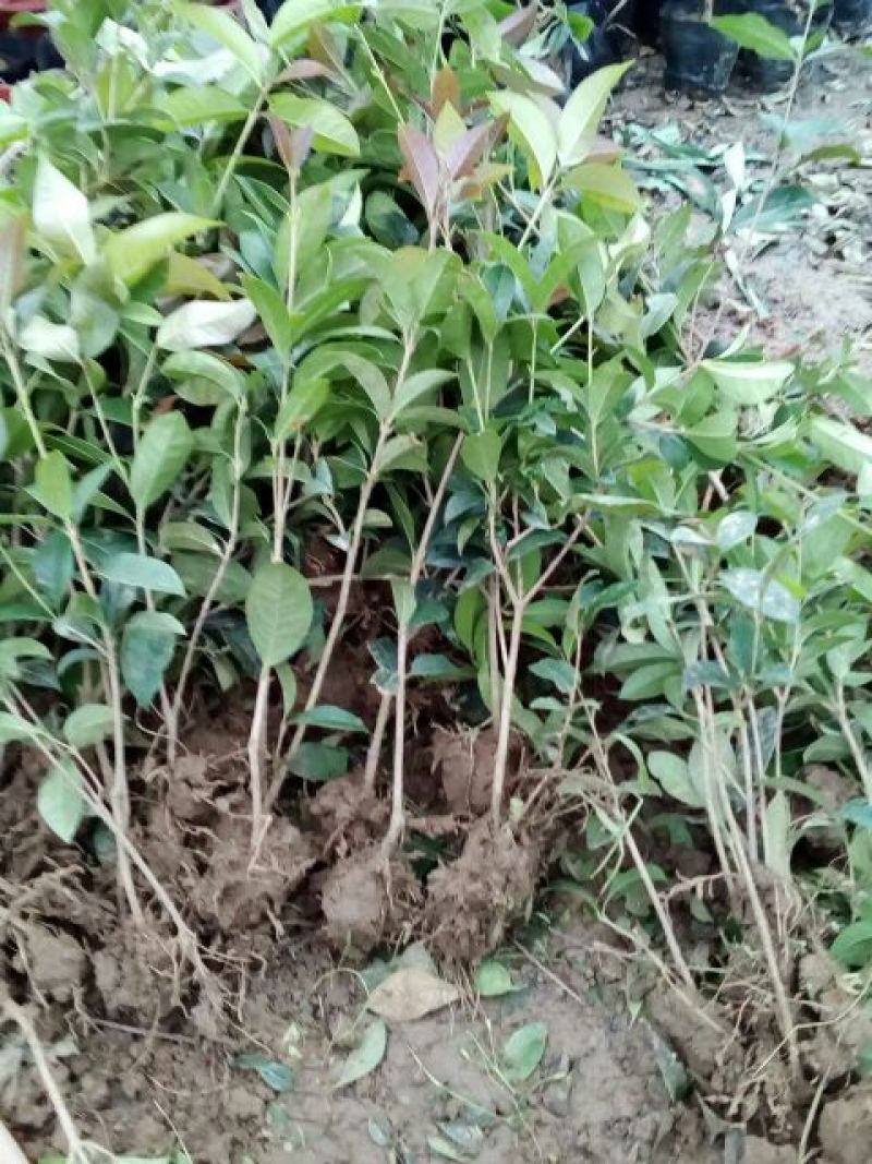 地栽大型四季桂花树苗庭院浓香花卉常青植物盆景金桂丹桂室内