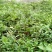 地栽大型四季桂花树苗庭院浓香花卉常青植物盆景金桂丹桂室内