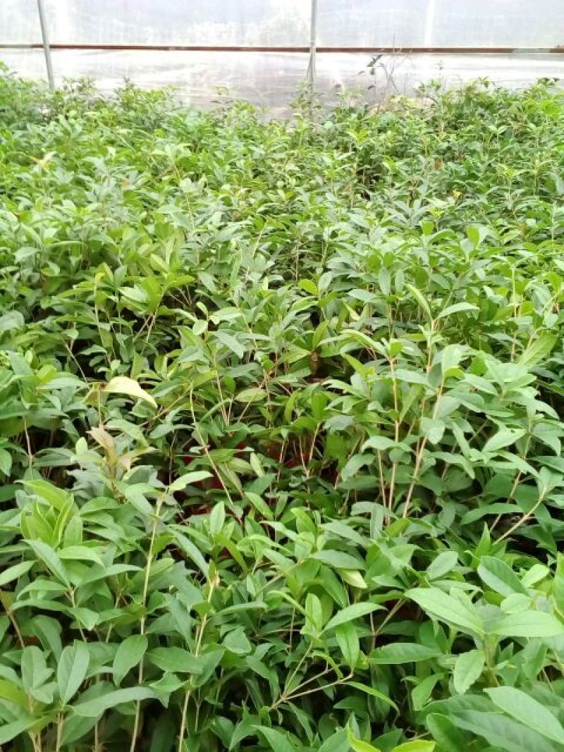 地栽大型四季桂花树苗庭院浓香花卉常青植物盆景金桂丹桂室内