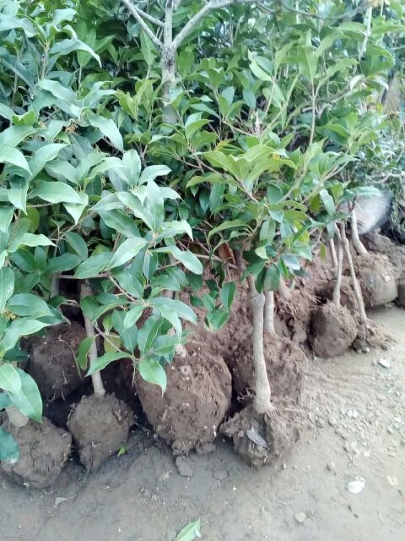 地栽大型四季桂花树苗庭院浓香花卉常青植物盆景金桂丹桂室内