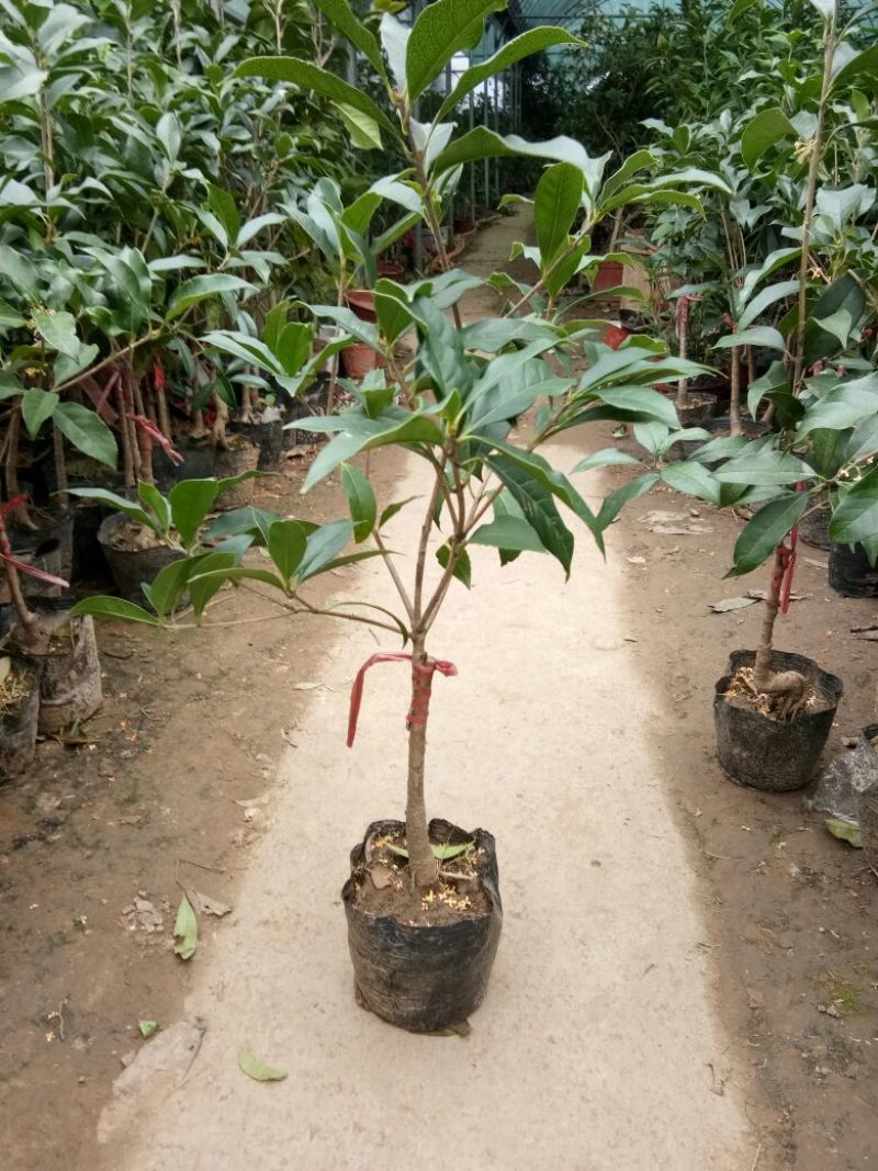 桂花盆栽桂花树苗，桂花苗盆栽丹桂苗金桂苗桂花苗