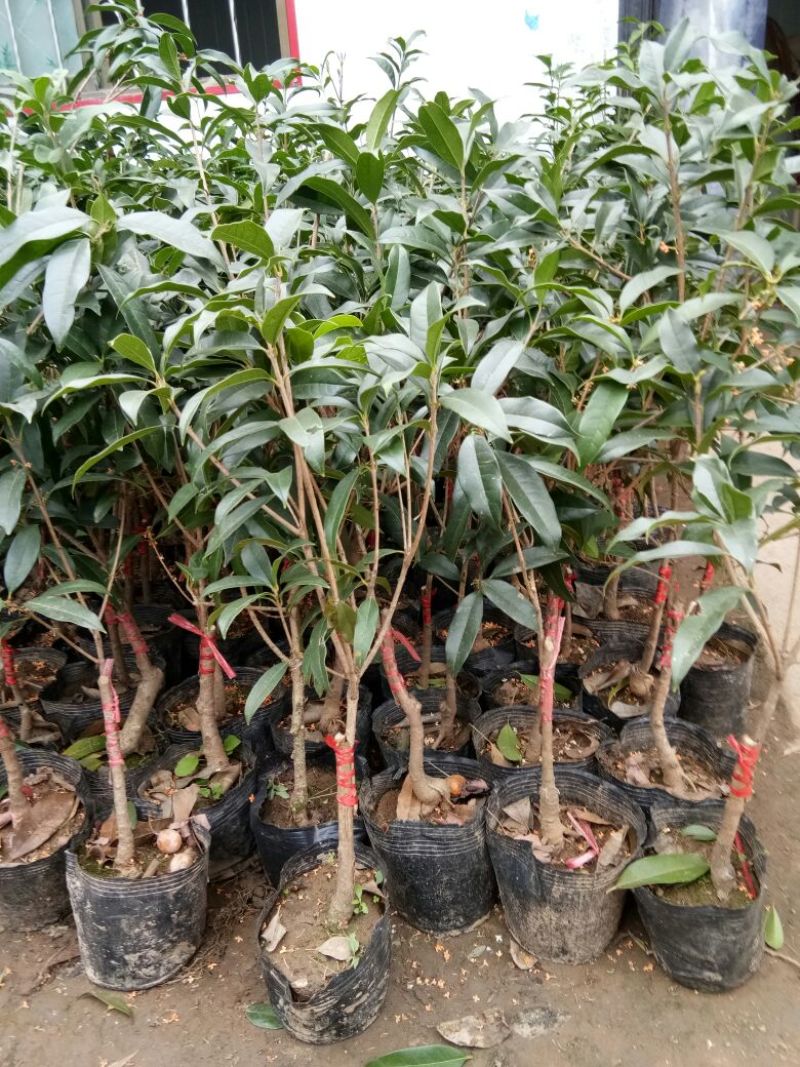 桂花盆栽桂花树苗，桂花苗盆栽丹桂苗金桂苗桂花苗
