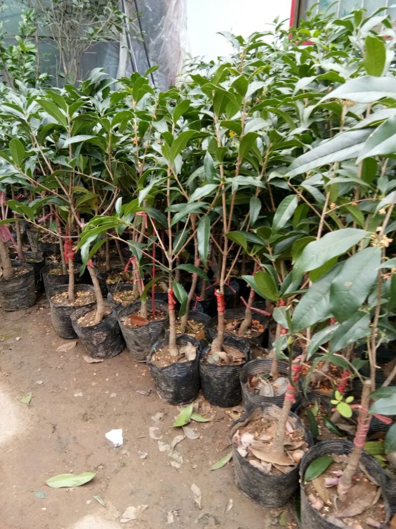 桂花盆栽桂花树苗，桂花苗盆栽丹桂苗金桂苗桂花苗