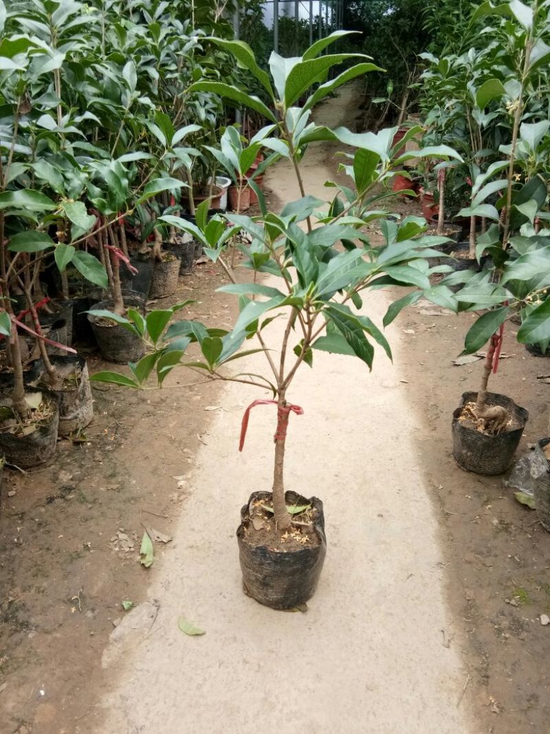 桂花盆栽桂花树苗，桂花苗盆栽丹桂苗金桂苗桂花苗