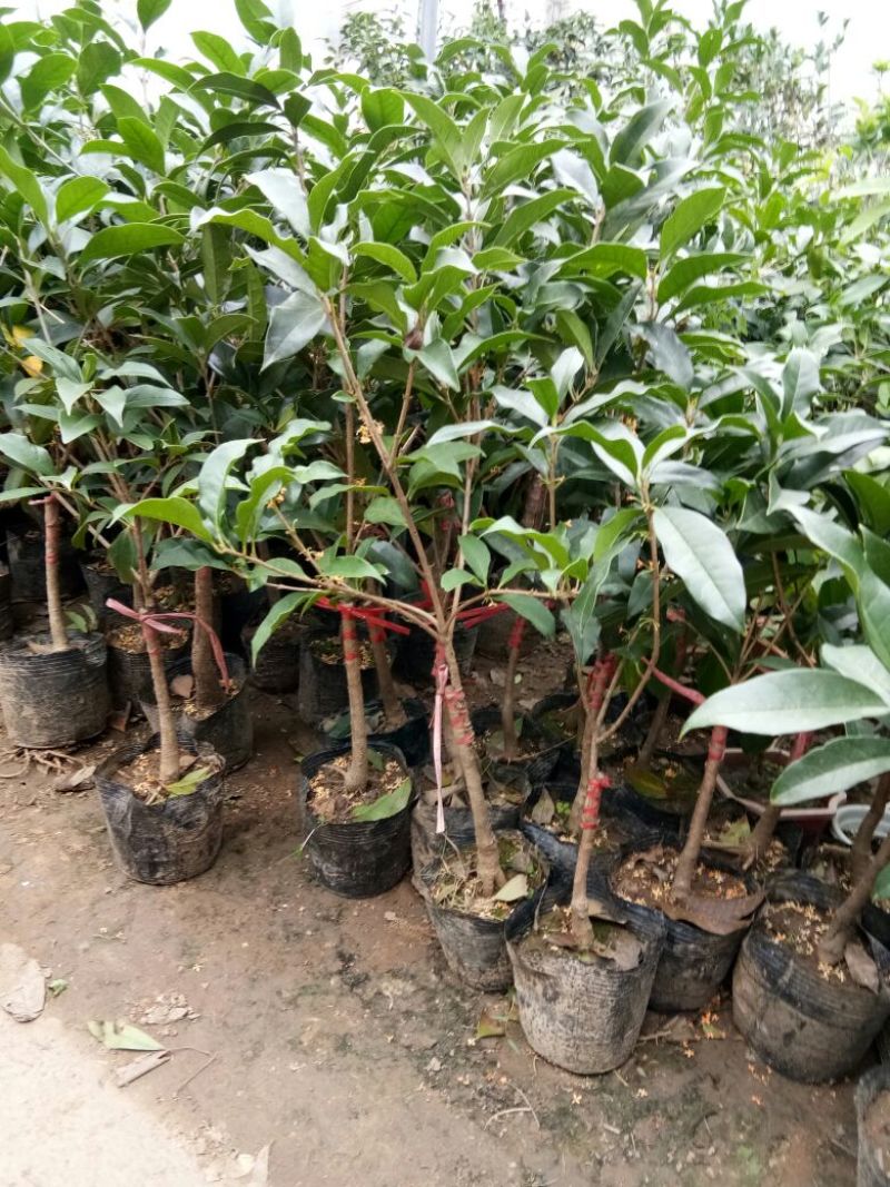桂花盆栽桂花树苗，桂花苗盆栽丹桂苗金桂苗桂花苗