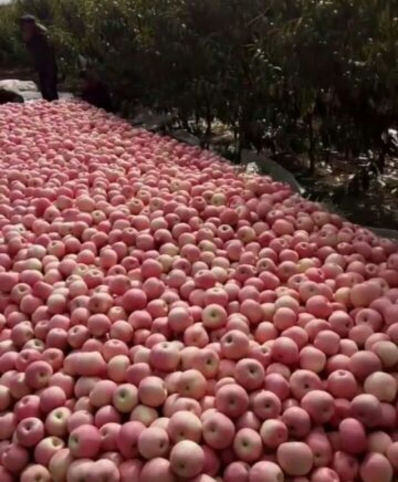 红富士苹果脆甜可口，品相**。