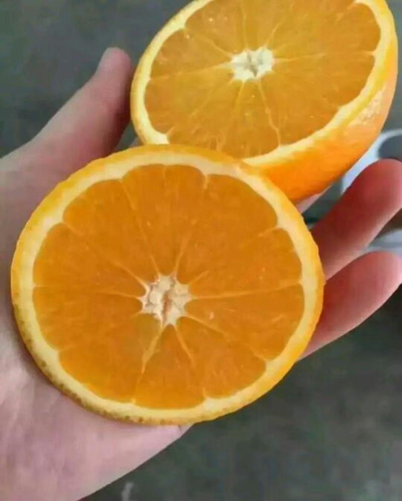 精品甜橙橙子柑橘产地直销保质保量欢迎订购