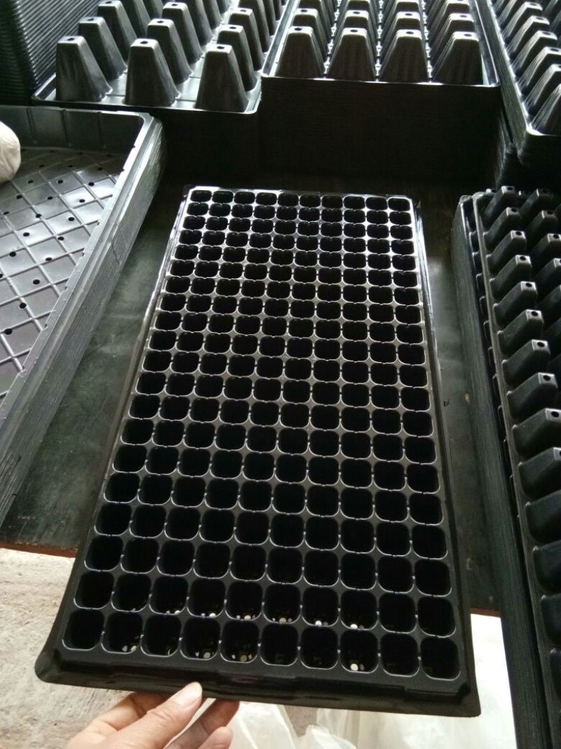 穴盘育苗盘穴盘营养钵塑料蔬菜瓜果苗加厚穴盘