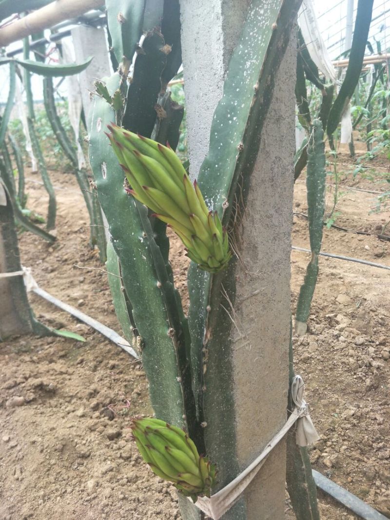 优质红心火龙果苗口感纯正50~80cm种苗