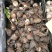 朱顶红种球4~6公分荷兰进口重瓣朱顶红种球阳台盆栽花卉