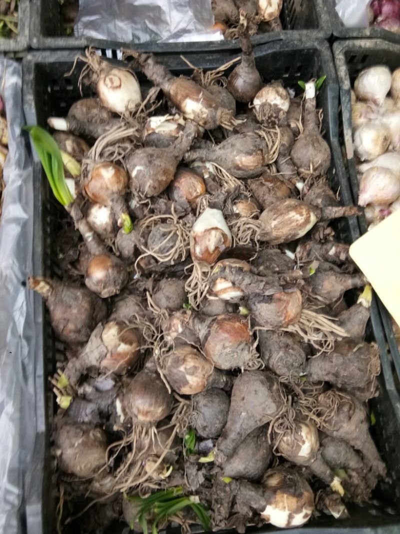 朱顶红种球4~6公分荷兰进口重瓣朱顶红种球阳台盆栽花卉