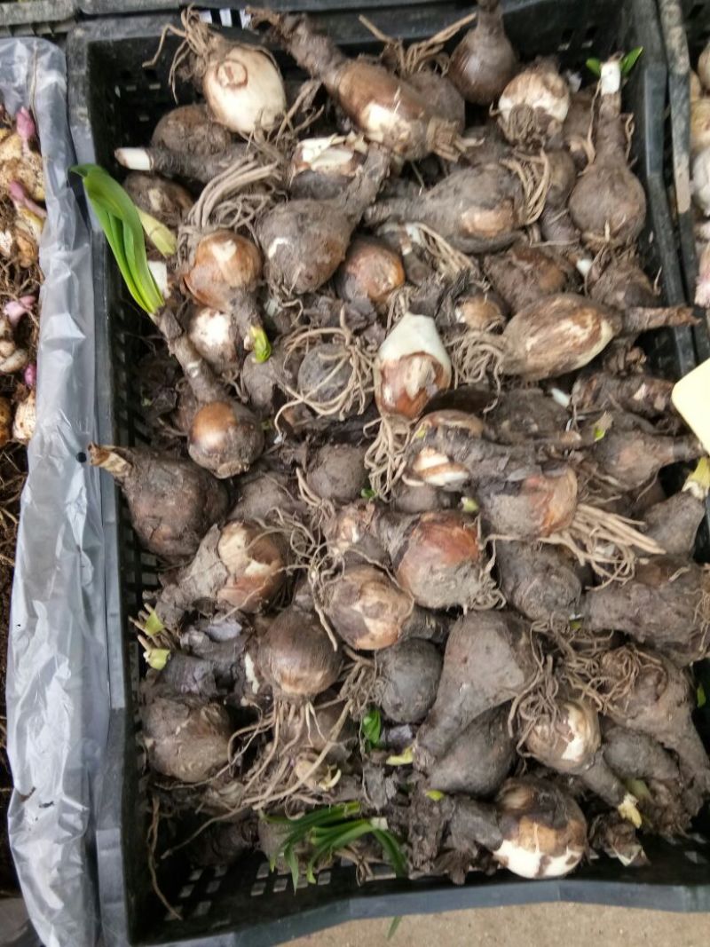 朱顶红种球4~6公分荷兰进口重瓣朱顶红种球阳台盆栽花卉