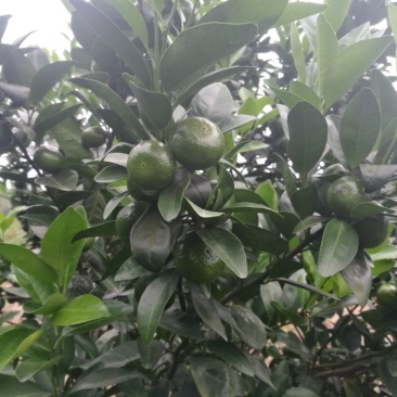 广西蜜橘，沙糖桔，八月桔
