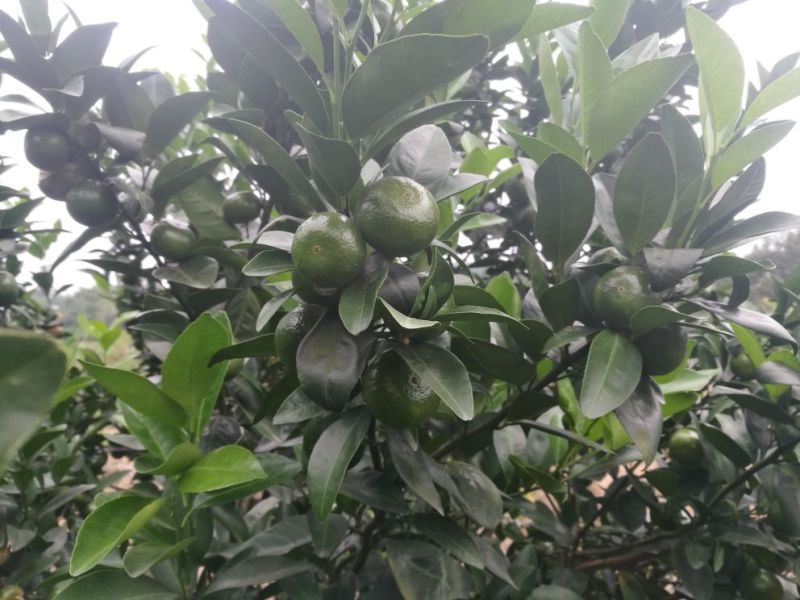 广西蜜橘，沙糖桔，八月桔