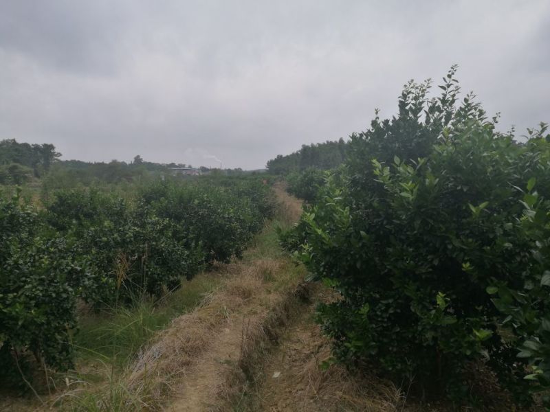 广西蜜橘，沙糖桔，八月桔