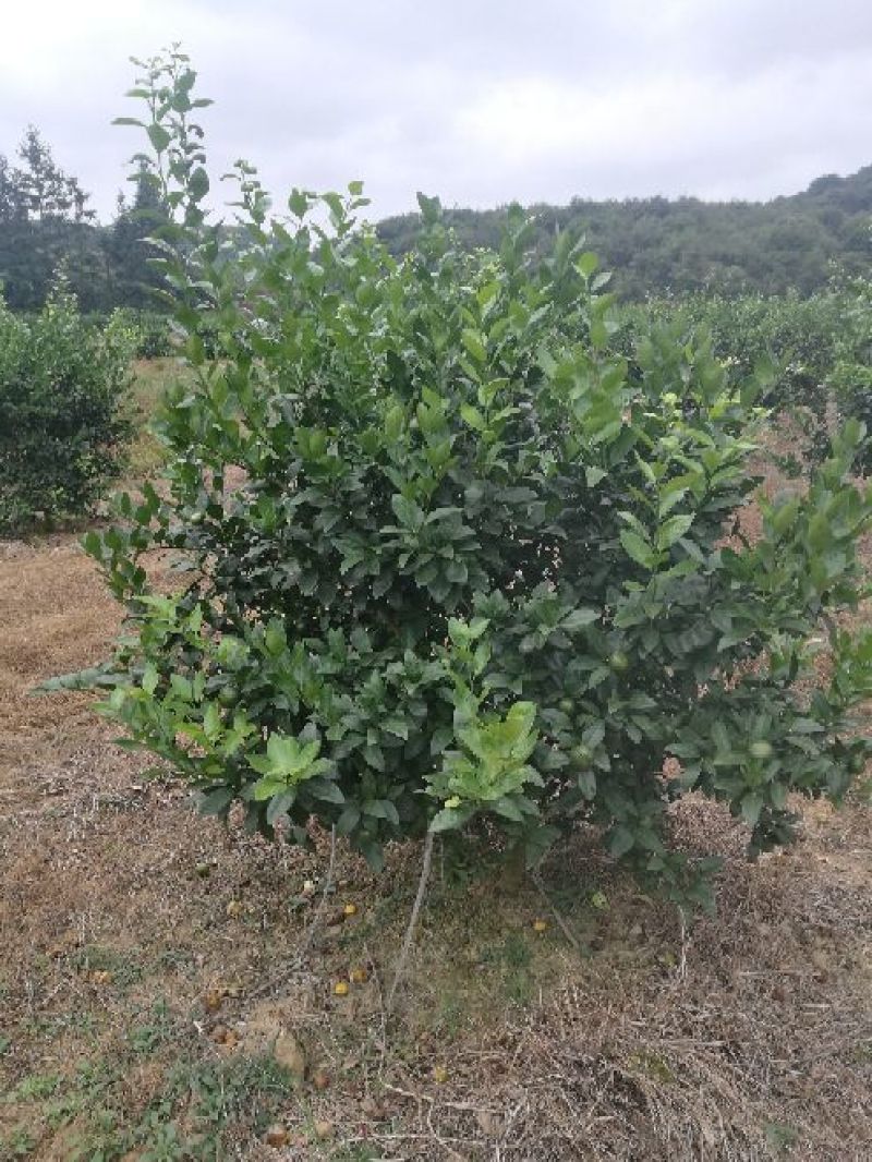 广西蜜橘，沙糖桔，八月桔