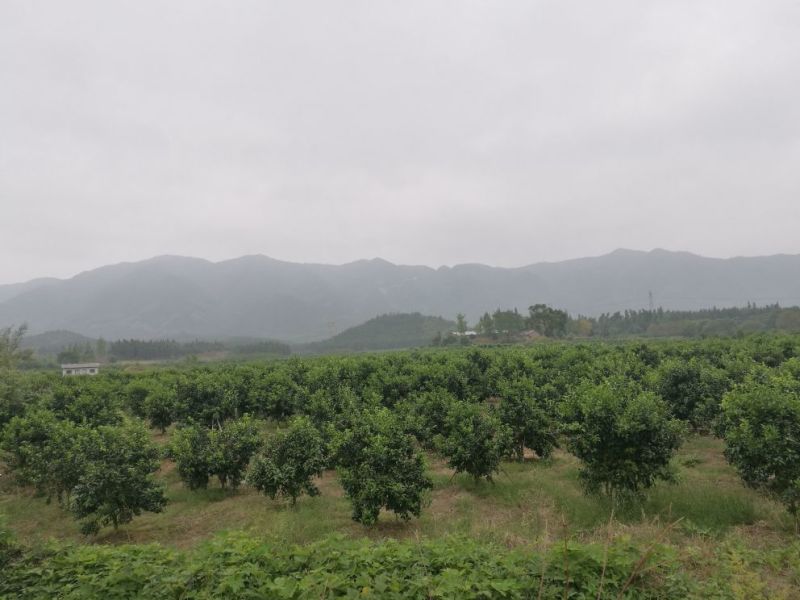 广西蜜橘，沙糖桔，八月桔