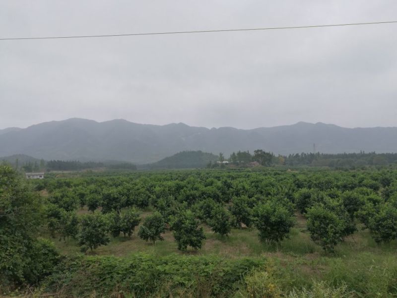 广西蜜橘，沙糖桔，八月桔