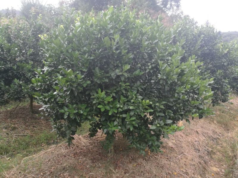 广西蜜橘，沙糖桔，八月桔