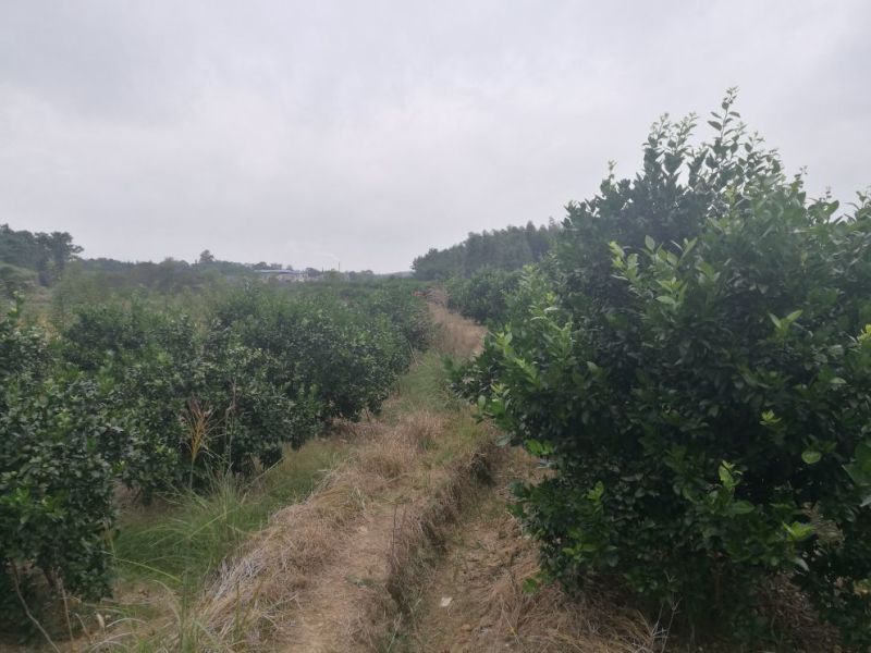广西蜜橘，沙糖桔，八月桔
