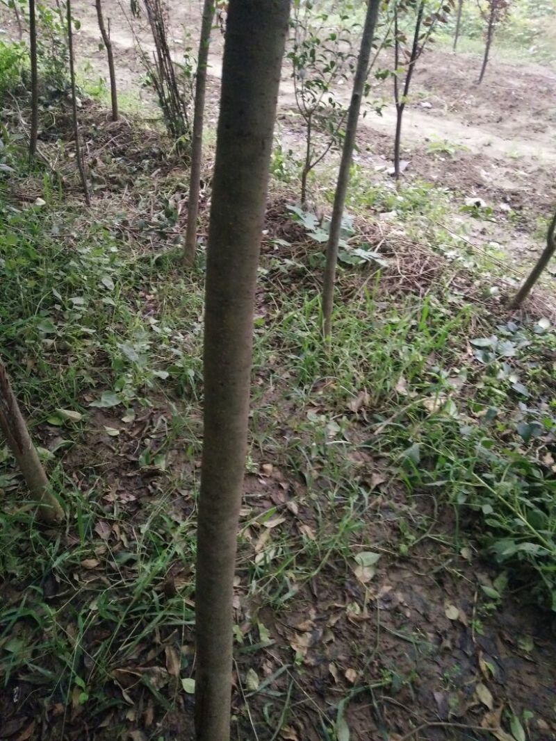 大叶女贞14~16cm
