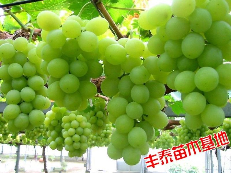 维多利亚葡萄苗质壮苗纯，优质葡萄苗批发基地，让农户放心