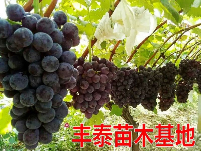 夏黑葡萄苗，葡萄苗基地《38年信誉》让农户放心种植