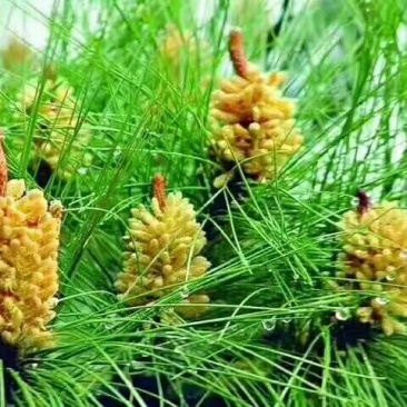 松花粉