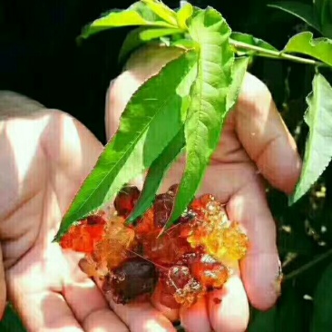 桃胶