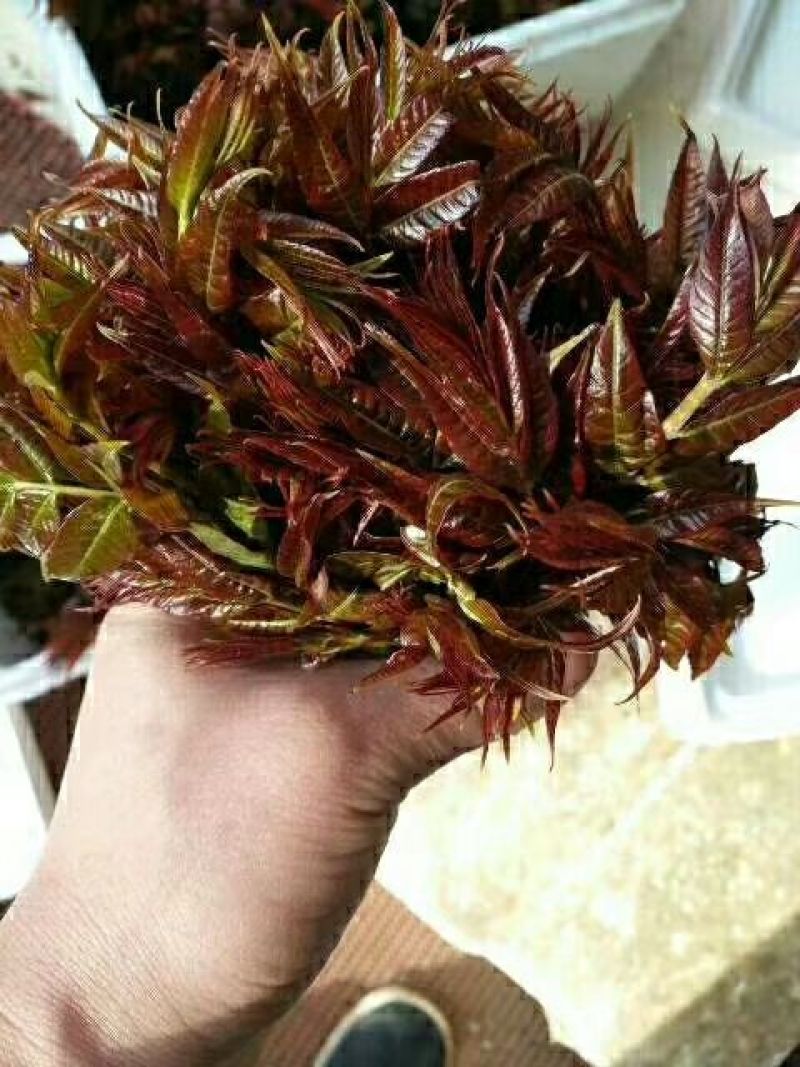 香椿苗温室80cm以上