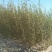 柳树苗高度在1.-2.4米基地直发对接各类客户