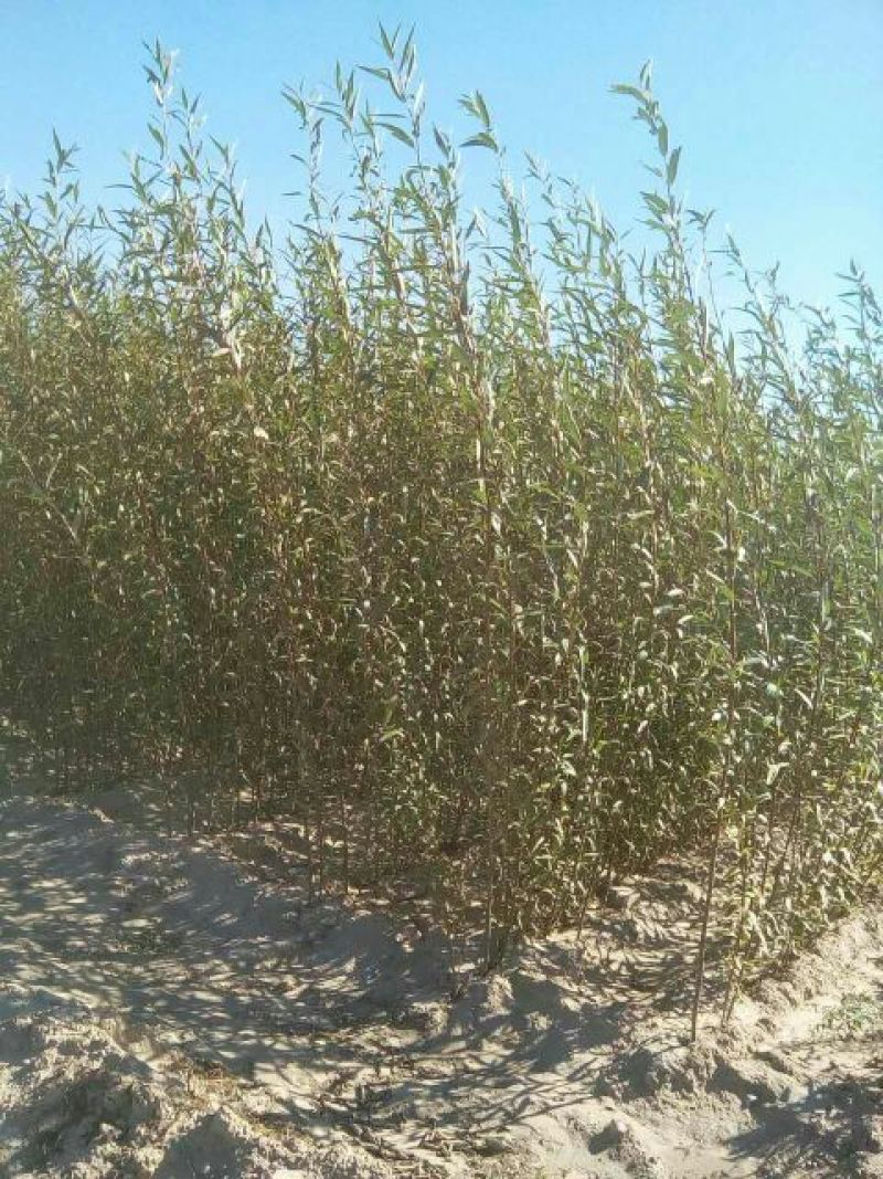 柳树苗高度在1.-2.4米基地直发对接各类客户