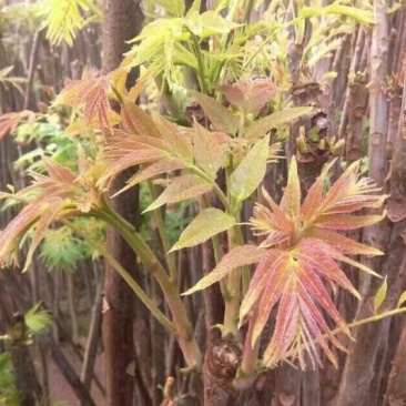 红油香椿苗大棚80cm以上