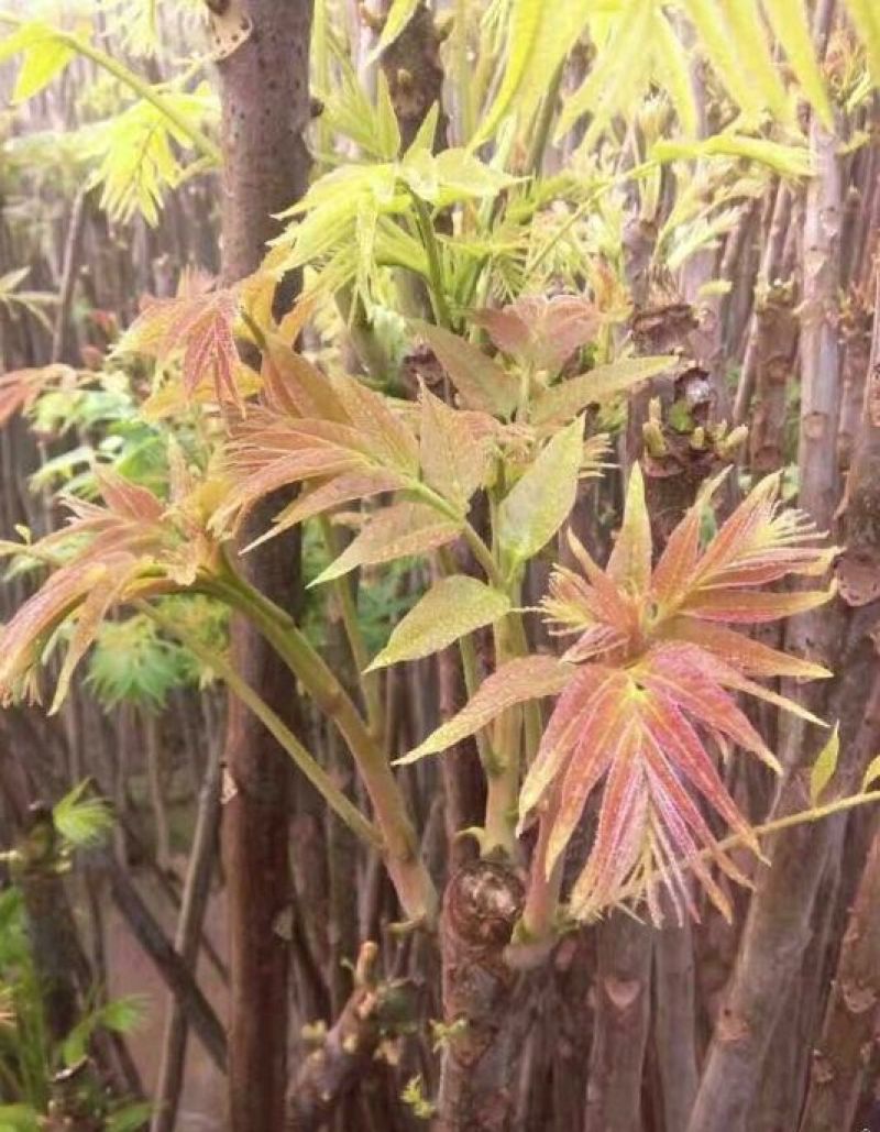 红油香椿苗大棚80cm以上